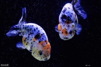 龍魚價格大全，從品種到市場行情，一文讀懂龍魚價格背后的秘密