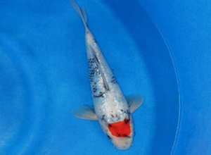 龍魚和三間魚混養的最簡單方法 龍魚百科 第3張 龍魚和三間魚混養的最簡單方法 龍魚和三間魚混養的最簡單方法 龍魚百科 第3張
