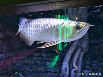 龍魚(yú)缸幾天換一次水最好？科學(xué)換水指南