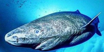 龍魚缸的觀賞最佳尺寸，如何選擇最適合的水族箱？