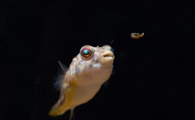 龍魚剛買回來幾天可以喂食？新手必知的適應期喂養(yǎng)指南