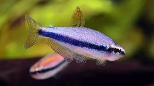 龍魚掉眼的原因與治療