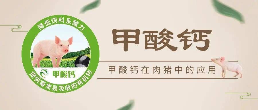 龍魚掉尾最簡單三個處理方法圖解 龍魚掉尾最簡單三個處理方法圖解 龍魚百科 第2張