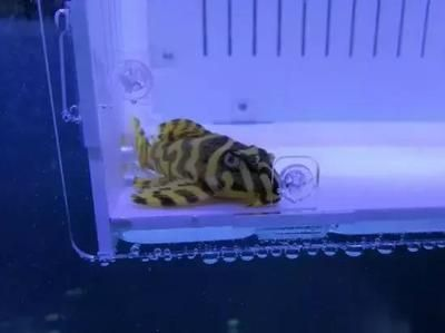 龍魚的隱喻，從神話到現實的深層象征 龍魚的隱喻，從神話到現實的深層象征 龍魚百科 第2張