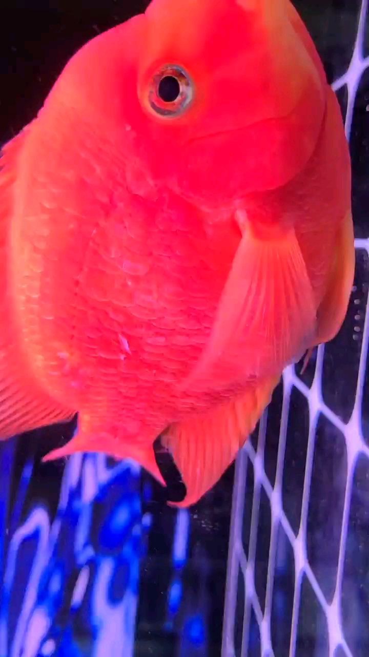 鸚鵡掉鱗是不是感染了。 鸚鵡掉鱗是不是感染了。 龍魚(yú)論壇