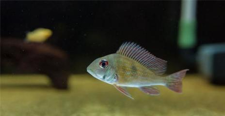 龍魚打架的原因及解決方法