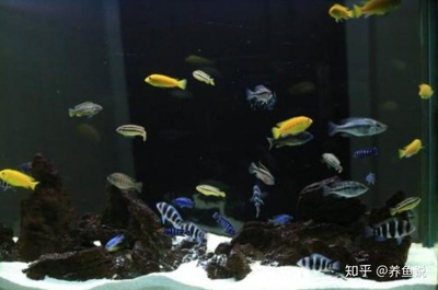 龍魚吃蜈蚣的五大好處及科學喂養指南 龍魚吃蜈蚣的五大好處及科學喂養指南 龍魚百科 第2張