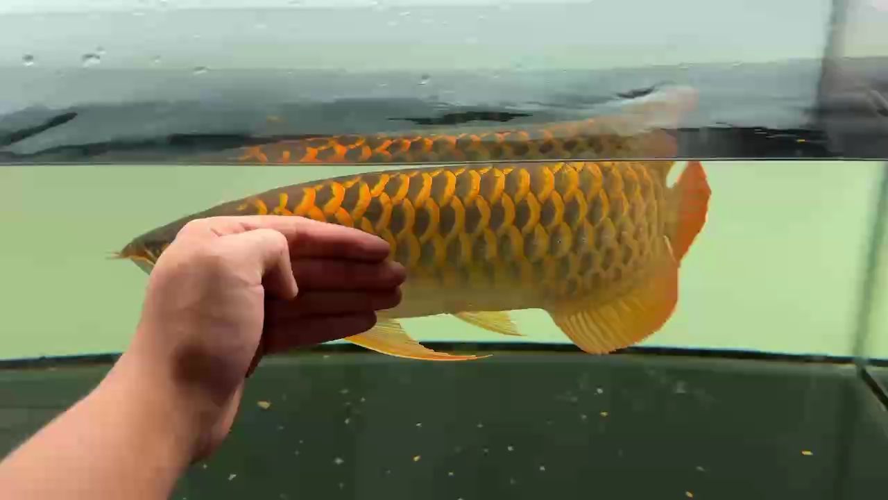 40公分 40公分 龍魚論壇