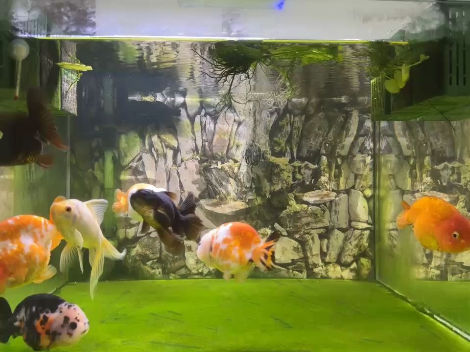 雜燴金魚 雜燴金魚 龍魚論壇