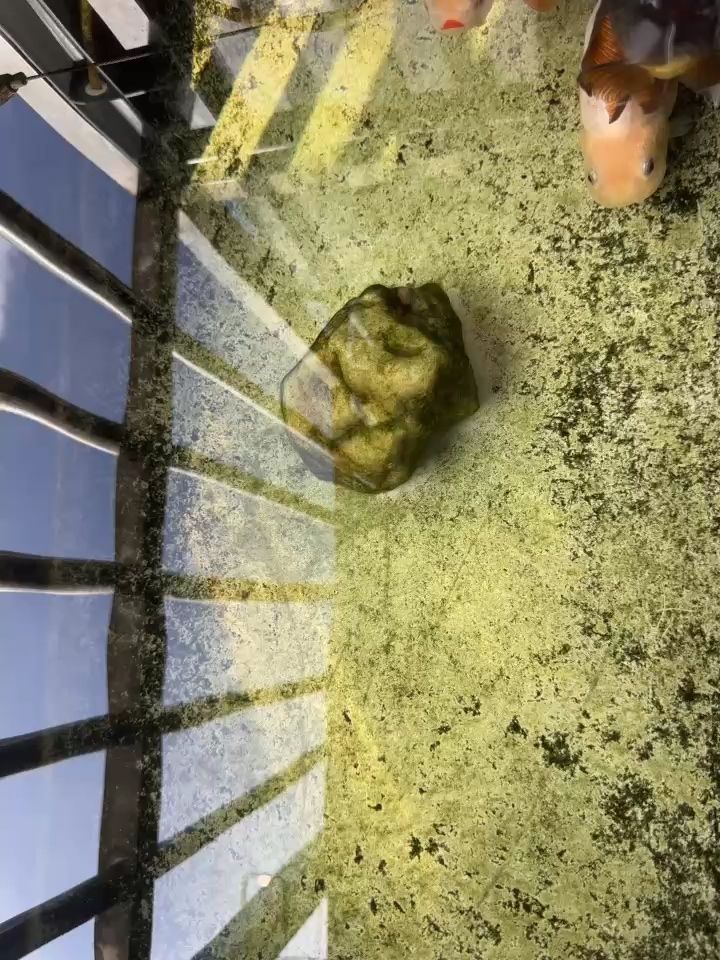 成吉思汗魚是哪種魚類，成吉思汗是哪種魚類