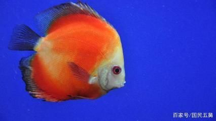 龍魚不吃食最忌三個東西，揭秘飼養(yǎng)誤區(qū)與解決之道
