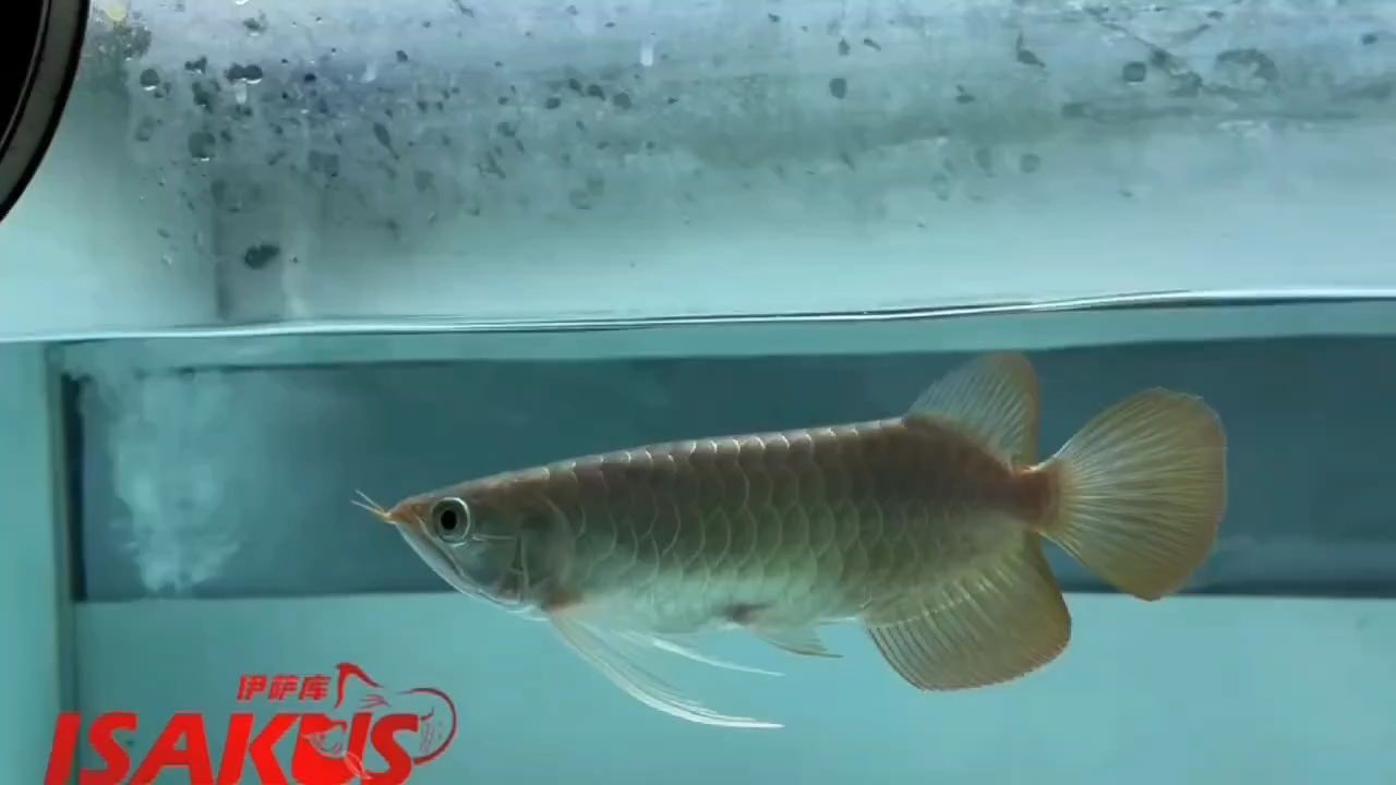 鈍頭紅龍推薦④