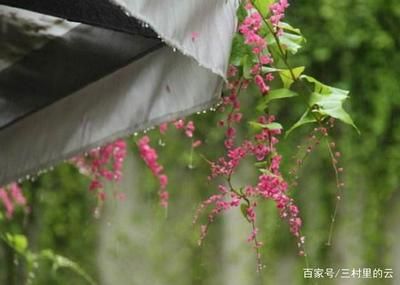 龍魚3個月不換水最簡單三個方法，懶人養魚必備技巧