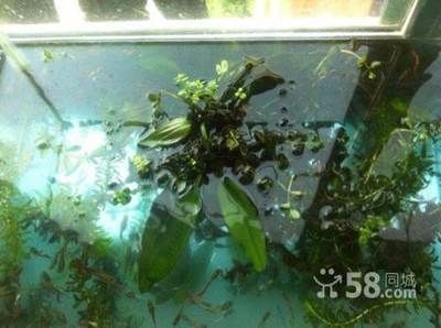 龍魚(yú)1.5與760對(duì)比照，體型、色澤與飼養(yǎng)差異全解析 龍魚(yú)1.5與760對(duì)比照，體型、色澤與飼養(yǎng)差異全解析 龍魚(yú)百科 第3張