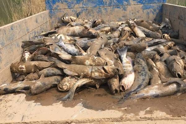 金龍魚，水族箱中的帝王之美與文化象征 金龍魚，水族箱中的帝王之美與文化象征 龍魚百科 第2張