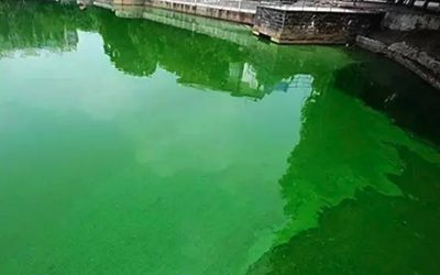 龍養魚吉利還是不吉利？風水寓意與文化解讀 龍養魚吉利還是不吉利？風水寓意與文化解讀 龍魚百科 第3張