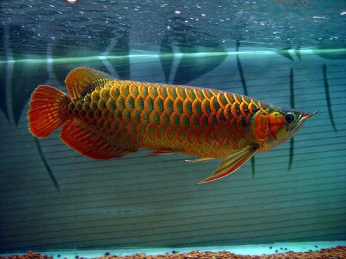 龍尾魚，神秘水族世界的瑰麗舞者