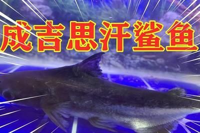 龍書放在客廳什么位置好?風水與美學的完美結合 龍魚百科 第2張 龍書放在客廳什么位置好?風水與美學的完美結合 龍書放在客廳什么位置好?風水與美學的完美結合 龍魚百科 第2張