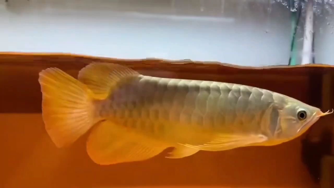 鈍頭紅龍推薦①