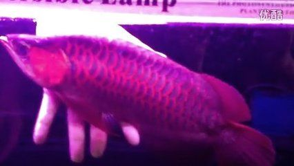龍睛魚眼睛掉了怎么辦？原因分析與救治指南 龍睛魚眼睛掉了怎么辦？原因分析與救治指南 龍魚百科 第3張