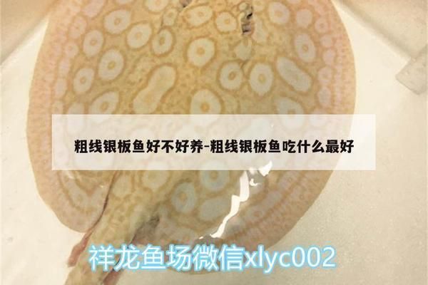 龍睛魚產卵視頻，觀賞魚繁殖的奇妙過程