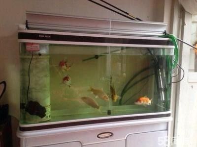 龍睛金魚中最昂貴的品種探秘