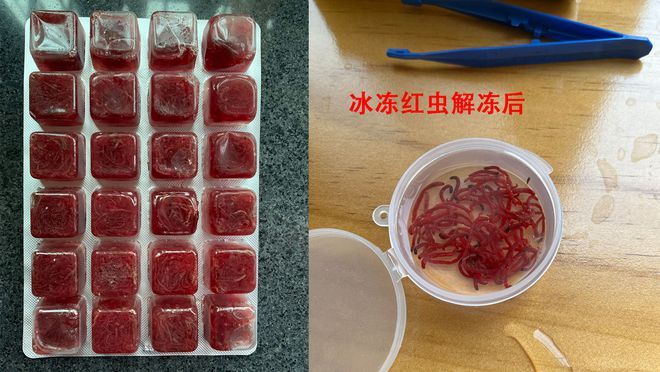龍睛金魚需要打氧嗎？全面解析金魚養(yǎng)殖中的氧氣需求