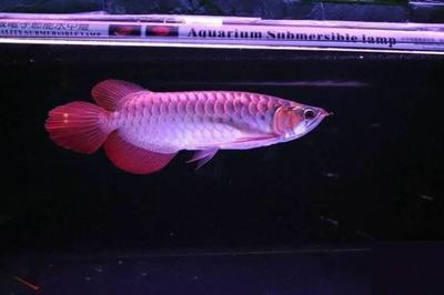 龍睛金魚需要打氧嗎？詳解金魚養殖中的氧氣需求 龍睛金魚需要打氧嗎？詳解金魚養殖中的氧氣需求 龍魚百科 第3張