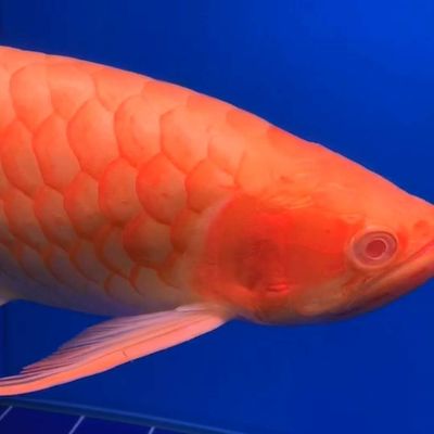 龍睛金魚混養最佳搭配指南