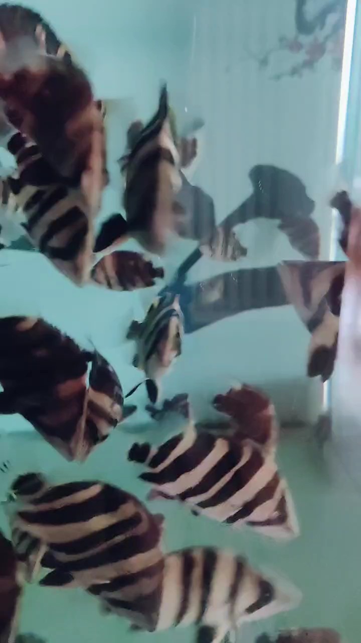 一群大老粗