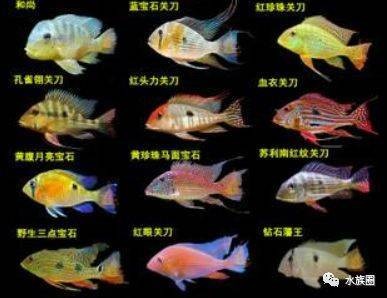 龍騰盛世，吉祥語句中的文化傳承與精神力量