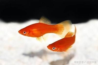 龍魚共舞，如何巧妙搭配龍與魚打造獨特網名 龍魚共舞，如何巧妙搭配龍與魚打造獨特網名 龍魚百科 第2張