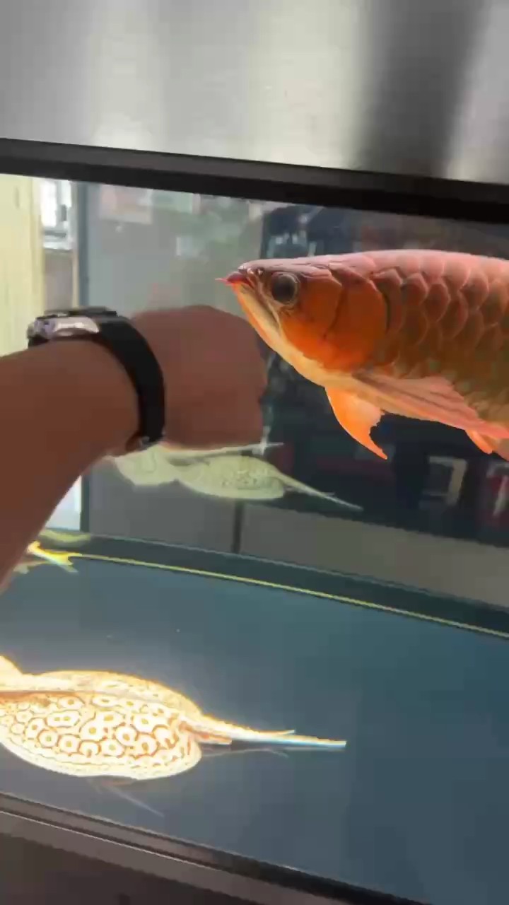 你好11月 你好11月 龍魚論壇