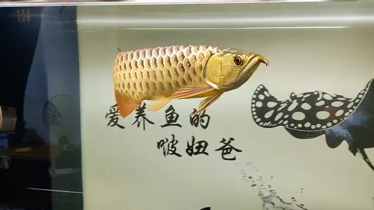 十一月，你好。 十一月，你好。 龍魚論壇