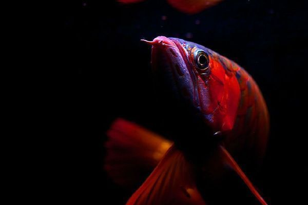魚躍龍門化龍去，祥瑞共生福運來—論龍魚結合的吉祥寓意與文化傳承