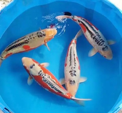 龍和鯉魚在一起吉利嗎？解析中國傳統文化中的祥瑞象征