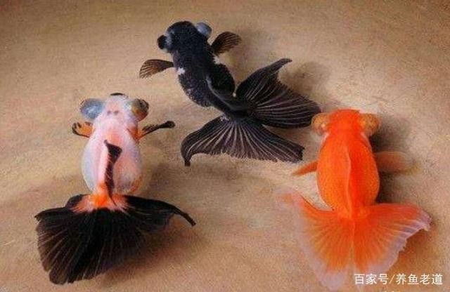 龍龜自然開光法,傳統風水靈物的自然能量激活之道 龍魚百科 第3張 龍龜自然開光法,傳統風水靈物的自然能量激活之道 龍龜自然開光法,傳統風水靈物的自然能量激活之道 龍魚百科 第3張