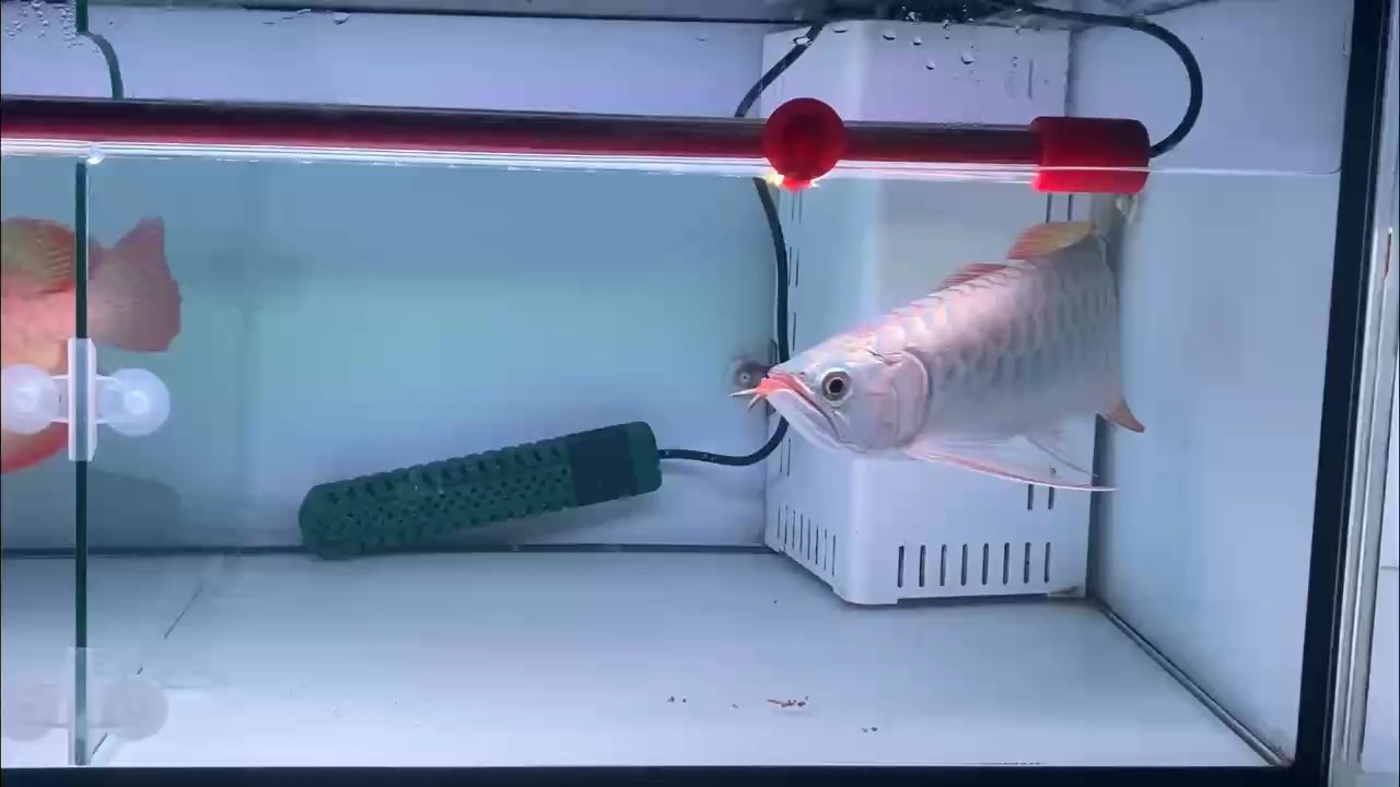 準(zhǔn)備喂魚咯 準(zhǔn)備喂魚咯 龍魚論壇