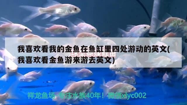 我喜歡看我的金魚在魚缸里四處游動的英文(我喜歡看金魚游來游去英文) 我喜歡看我的金魚在魚缸里四處游動的英文(我喜歡看金魚游來游去英文) 金龍魚百科