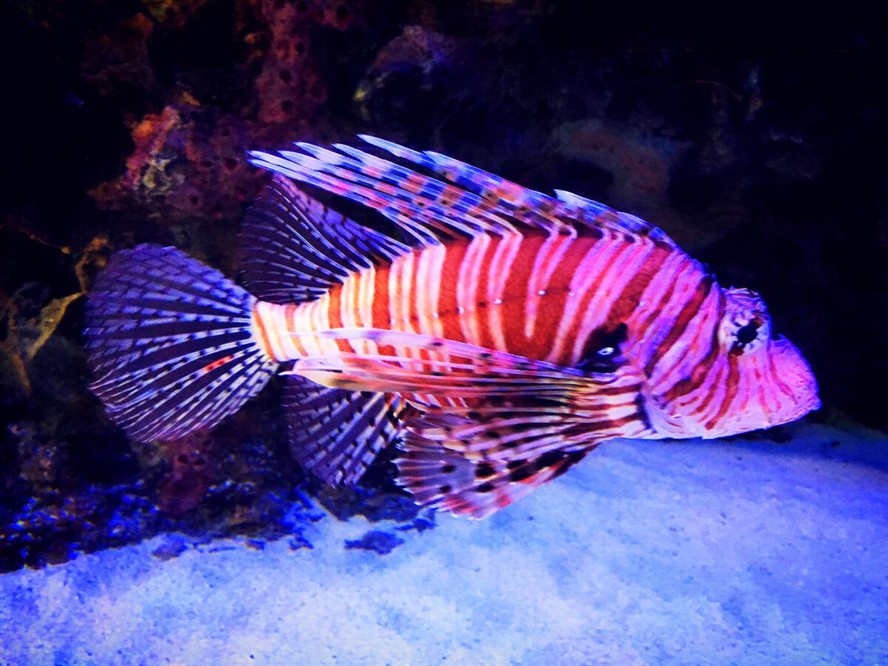 泰虎是熱帶魚嗎還是水產：泰虎是一種熱帶淡水觀賞魚類，而非水產