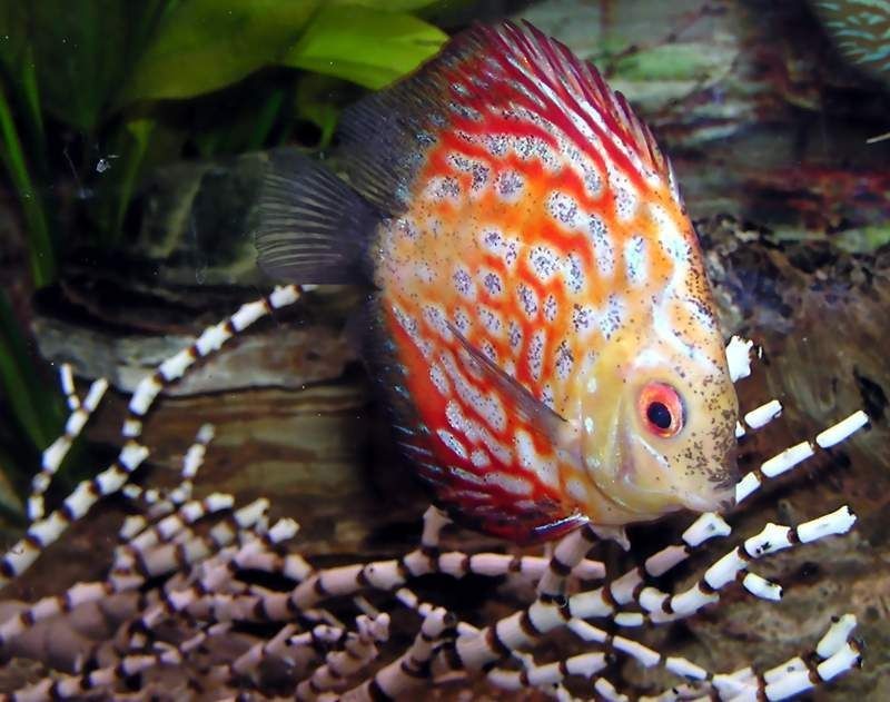 泰虎是熱帶魚嗎還是水產：泰虎是一種熱帶淡水觀賞魚類，而非水產