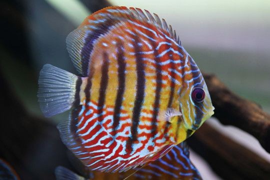 泰虎是熱帶魚嗎還是水產：泰虎是一種熱帶淡水觀賞魚類，而非水產