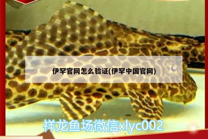 伊罕官網怎么驗證(伊罕中國官網)