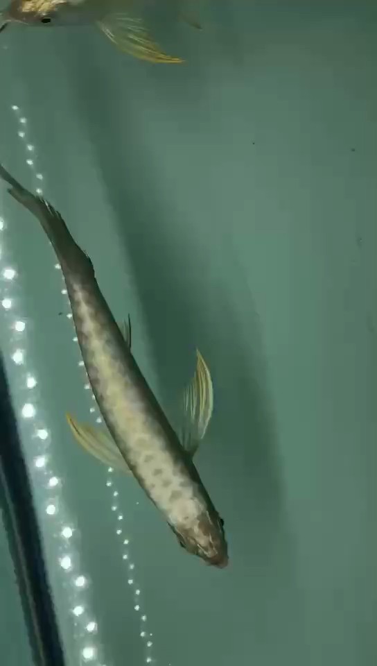 小金飼養環境 小金飼養環境 龍魚論壇