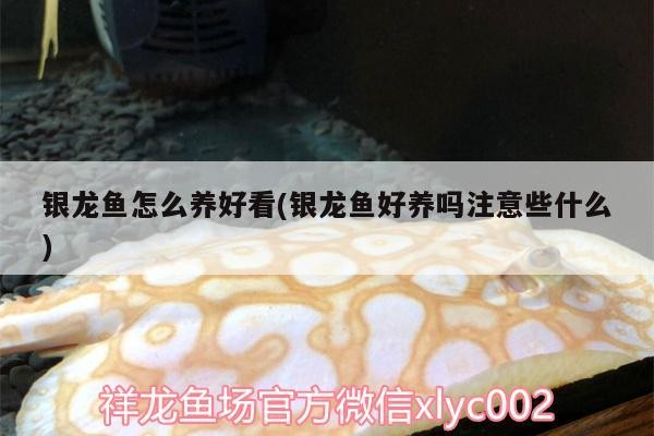 銀龍魚怎么養(yǎng)好看(銀龍魚好養(yǎng)嗎注意些什么) 銀龍魚怎么養(yǎng)好看(銀龍魚好養(yǎng)嗎注意些什么) 銀龍魚百科