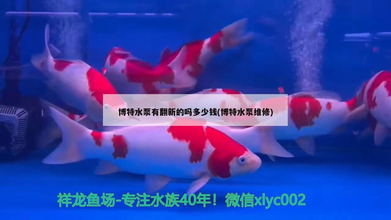 博特水泵有翻新的嗎多少錢(博特水泵維修)