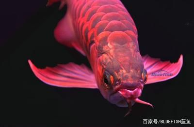 紅龍魚是怎么來的:關于紅龍魚的介紹 紅龍魚百科 第3張 紅龍魚是怎么來的:關于紅龍魚的介紹 紅龍魚是怎么來的:關于紅龍魚的介紹 紅龍魚百科 第3張