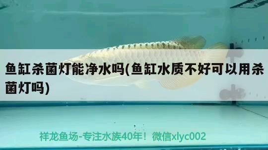 金龍魚需要?dú)⒕鸁魡醰s祥龍魚場：金龍魚與祥龍魚場之間的消毒需求存在差異