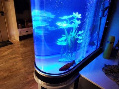 80公分的魚缸：80公分的魚缸適合養什么魚