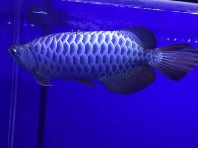 紅龍魚用藍(lán)色背景好嗎：不同顏色背景對魚的影響，如何選擇適合紅龍魚的背景